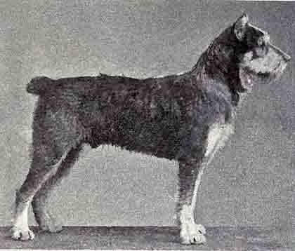 german wire coated terrier