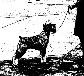 stud dog